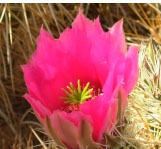 Cactus Blossom